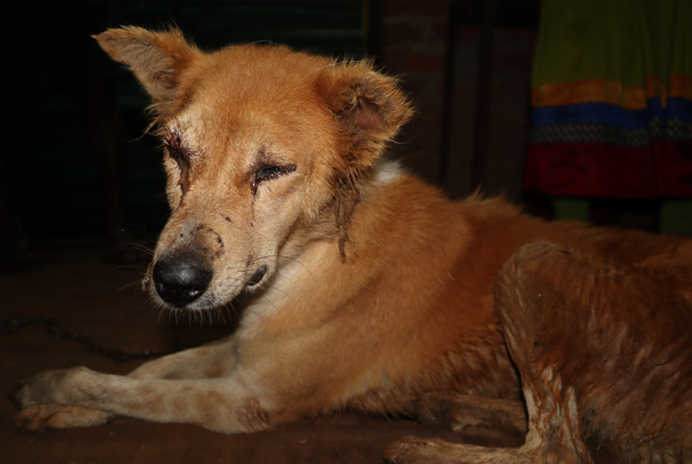 Rescue Story 4
